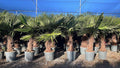 Sunny Tree Arbre ornementaux et d'ombrage, 160 cm, 50 cm, 33 cm, Trachycarpus Fortunei Palmier chinois éventail 140-160 cm, pot Ø 33 cm, 18 °C
