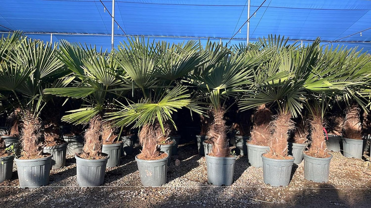Sunny Tree Arbre ornementaux et d'ombrage, 160 cm, 50 cm, 33 cm, Trachycarpus Fortunei Palmier chinois éventail 140-160 cm, pot Ø 33 cm, 18 °C