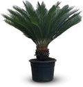 Arbre ornementaux et d'ombrage, plante d'extérieur, 40 cm, 150 cm, 45 cm, stip 35-40 cm, 130-150 cm, Cycas revoluta, palmier