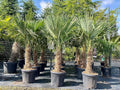 Sunny Tree Arbre ornementaux et d'ombrage, Idéal Extérieur, 200 cm, 18°C, Résistant Jusqu'à -18°C, ExoPlante Palmier Trachycarpus Fortunei